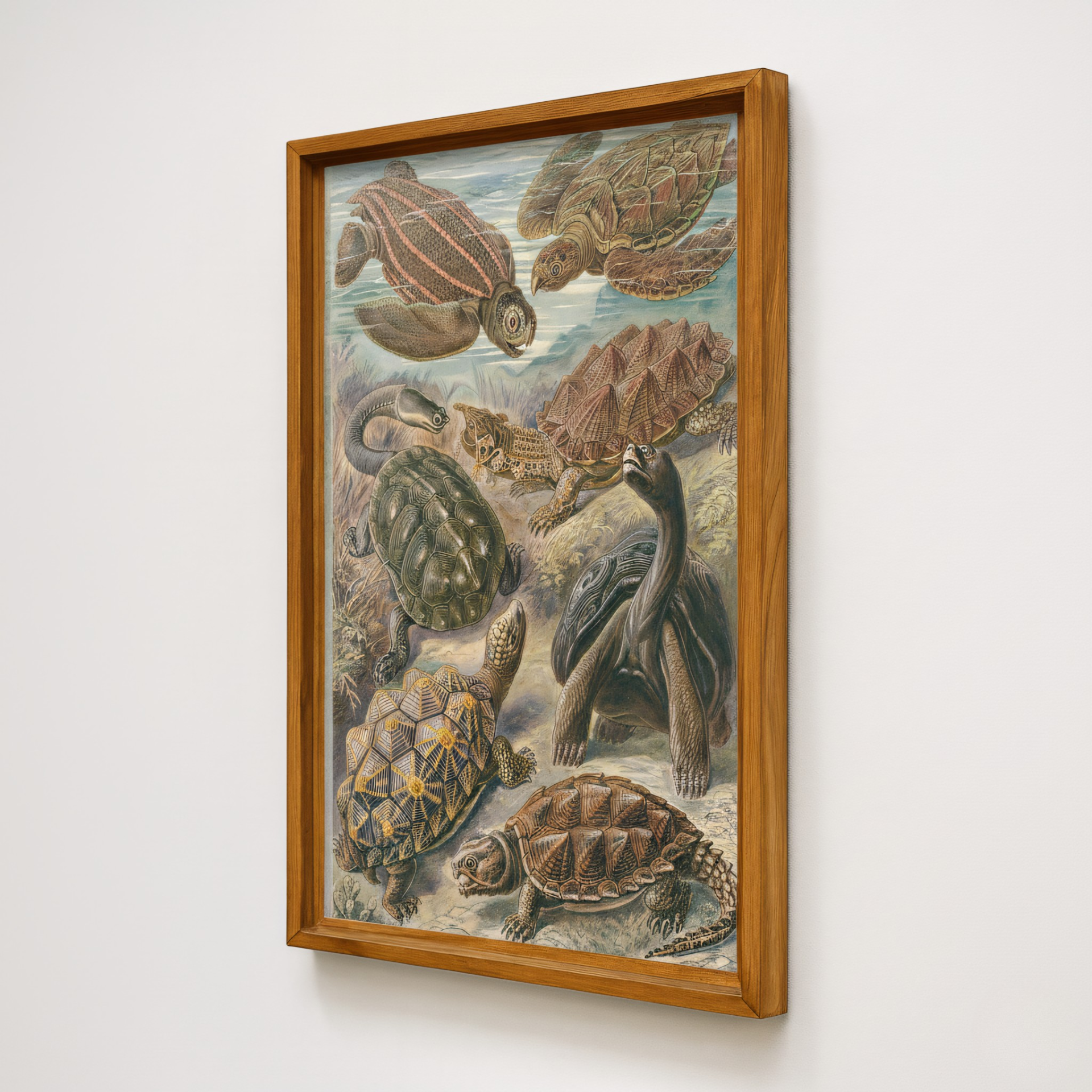 ‘Chelonia’ [turtles, tortoises and terrapins].